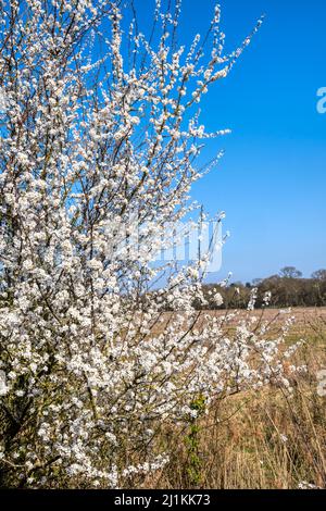 Blackthorn, Prunus spinosa, en fleurs dans un Norfolk hedgerow en mars 2022. Banque D'Images