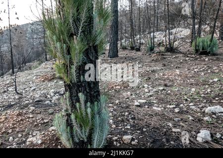 Nouvelle croissance provenant de l'écorce carbonée d'un pin brûlé suite à un incendie majeur dans la réserve naturelle de Har Tayyasim, au cœur même des collines de Jérusalem. Israël Banque D'Images