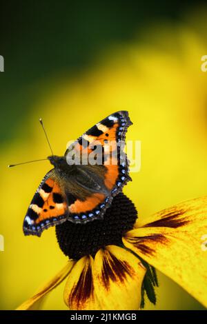 Gros plan vertical d'un petit papillon Tortoiseshell assis sur une fleur de susan aux yeux noirs avec un fond jaune flou Banque D'Images