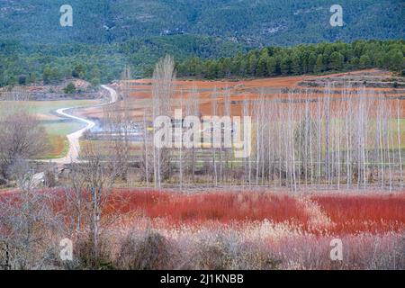 Paysage de champs en osier Banque D'Images