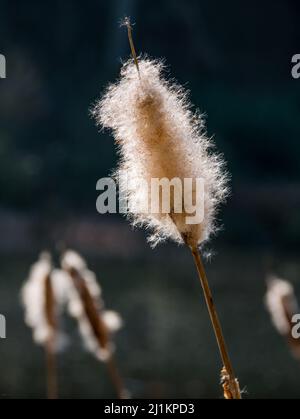 Gros plan de la tête de semence de taupe, de queue de chat ou de queue de chat-o-neuf (Typha latifolia) au soleil, en Écosse, au Royaume-Uni Banque D'Images