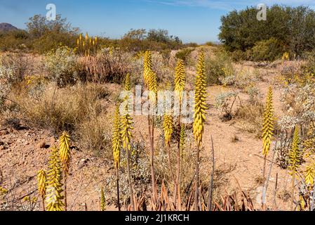 Paysage du désert de Sonoran avec des fleurs jaunes d'une plante d'aloès au premier plan. Banque D'Images