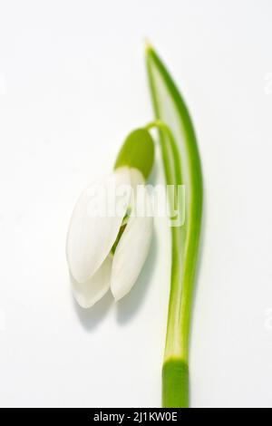 Snowdrop (galanthus nivalis), gros plan de la vie d'un seul bourgeon de fleur non ouvert allongé sur un fond blanc. Banque D'Images