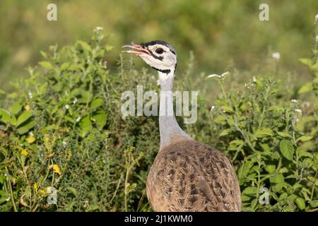 Bustard à ventre blanc, Serengeti Banque D'Images