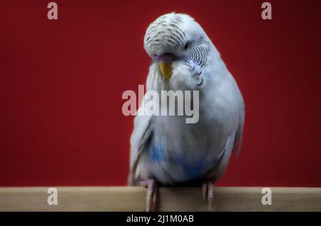 Gros plan de l'exposition (spectacle) Budgerigar Banque D'Images