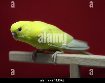 Jeune femme jaune lutino budgerigar oiseau australien parakeet Banque D'Images