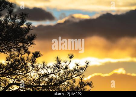 Le soleil se couche derrière un conifères dans les bois et le ciel est rempli de différentes couches de couleur et de lumière. Banque D'Images