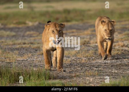 Lion de Tanzanie Banque D'Images