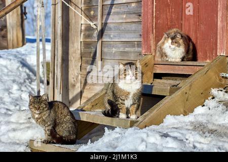 Jour d'hiver ensoleillé dans un village enneigé, trois chats se reposent sur un porche. Banque D'Images