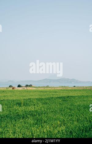 Île de Gapado champ vert et mer dans l'île de Jeju, en Corée Banque D'Images