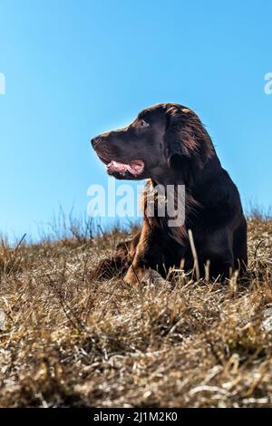 Retriever plat typique dans la prairie. Détail de la tête d'un chien. Chiot retriever à revêtement plat brun. Yeux de chien. Jour ensoleillé. Banque D'Images