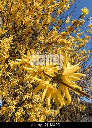 gros plan de la forsythia jaune doré de printemps avec le fond défoqué de la plante et le ciel bleu foncé Banque D'Images