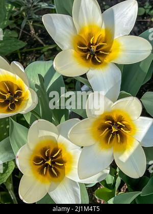 Tulipa Turkestanica 'Aman Kuta' tulipes blanches et jaunes florantes Banque D'Images