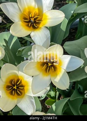 Tulipa Turkestanica 'Aman Kuta' tulipes blanches et jaunes florantes Banque D'Images