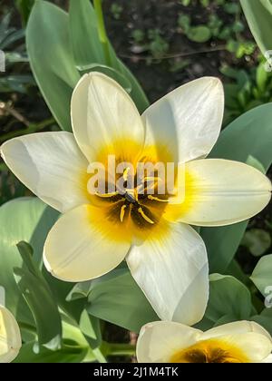 Tulipa Turkestanica 'Aman Kuta' tulipes blanches et jaunes florantes Banque D'Images