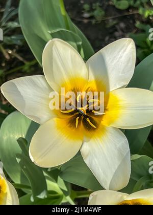 Tulipa Turkestanica 'Aman Kuta' tulipes blanches et jaunes florantes Banque D'Images