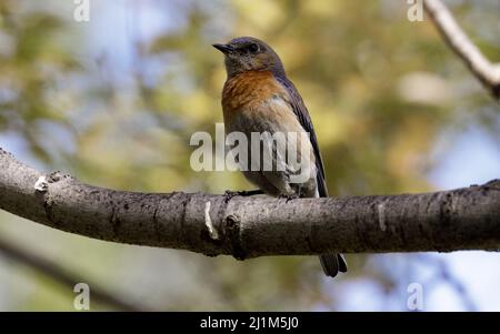 WESTERN Bluebird mâle adulte perché sur une branche d'arbre. Comté de Santa Clara, Californie, États-Unis. Banque D'Images