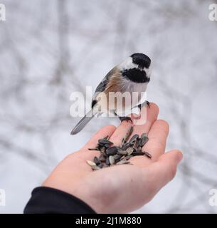 Gros plan sur un oiseau de chiche perché à la main et tenant des graines en hiver. Banque D'Images