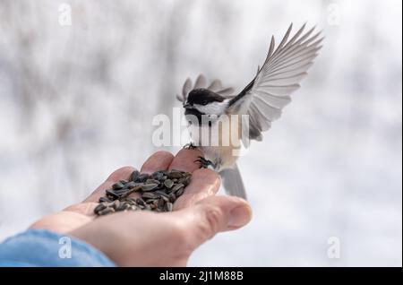 Gros plan sur un oiseau de chiche avec des ailes étirées qui atterrissent à la main. Banque D'Images