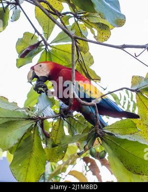 Gros plan d'un oiseau de la macaw de la écarlate mangeant des fruits dans un arbre. Banque D'Images