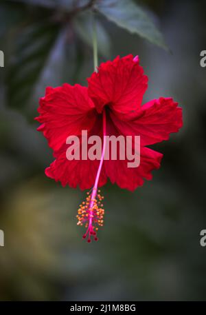 Gros plan de la belle fleur d'hibiscus rouge en fleur. Banque D'Images