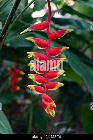 Gros plan de la belle fleur d'héliconie rouge et jaune en fleur. Banque D'Images