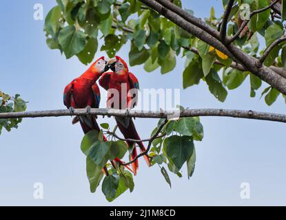 Paire d'oiseaux de la macaw de la scarlet assis sur une branche d'arbre ensemble. Banque D'Images