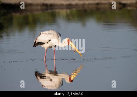 Cigogne à bec jaune en Tanzanie Banque D'Images