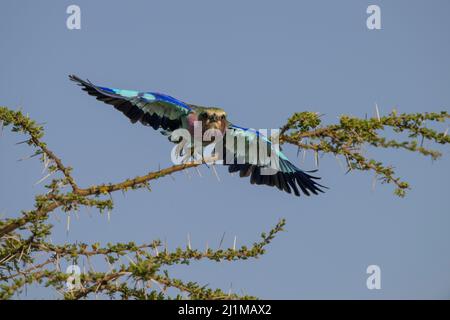 Rouleau lilas-Breasted en Tanzanie Banque D'Images