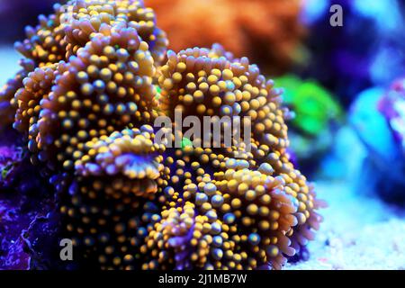 Ricordea sp. Étonnant champignon corail doux Banque D'Images