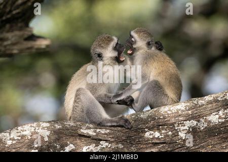 Singes vervet en Tanzanie Banque D'Images