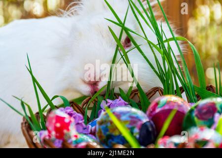 Lapin blanc derrière le panier de Pâques rempli d'œufs Banque D'Images