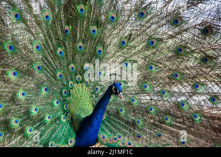 paon au printemps avec de belles plumes Banque D'Images