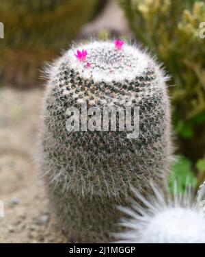 Mammillaria geminispina, le cactus à deux épines Banque D'Images