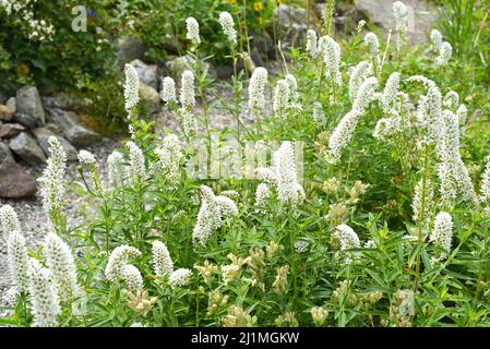 Fleurs de Volzhanka (Aruncus parvulus) poussant dans la région de Primorsky, en Russie. Usine Red Book Banque D'Images