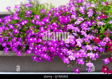 Jardin Lobelia, Lobelia erinus fleurs fond Banque D'Images