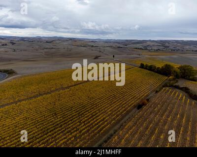 Vue panoramique sur les rangées de raisins jaunes sur les vignobles en Toscane, en Italie, en automne Banque D'Images