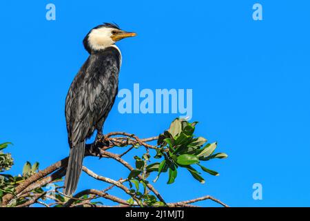 Un petit cormorant à pied ou un petit scories (Microcarbo melanoleucos). La petite crête sur la tête indique qu'il s'agit de la saison de reproduction. Nouvelle-Zélande Banque D'Images