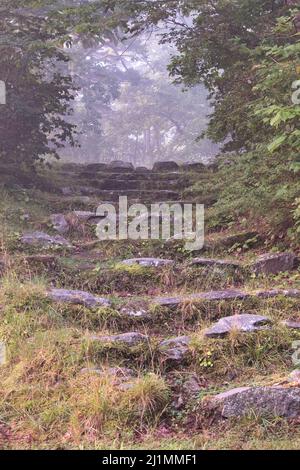 Marches en pierre menant à une clairière à travers la forêt Banque D'Images