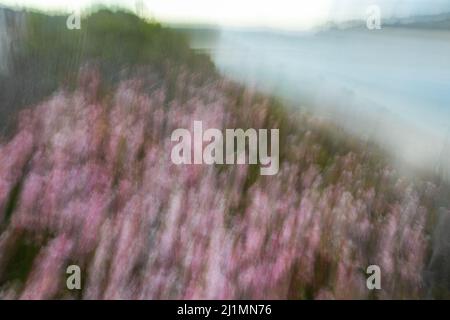 26 mars 2022, San Diego, Californie, États-Unis : rose, Fleurs sauvages blanches et violettes à la plage d'État de Torrey Pines à San Diego, en Californie, le samedi 26th mars 2022 (Credit image: © Rishi Deka/ZUMA Press Wire) Banque D'Images