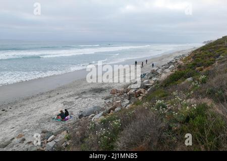 26 mars 2022, San Diego, Californie, États-Unis : rose, Fleurs sauvages blanches et violettes à la plage d'État de Torrey Pines à San Diego, en Californie, le samedi 26th mars 2022 (Credit image: © Rishi Deka/ZUMA Press Wire) Banque D'Images