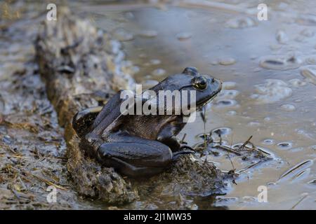 Bullfrog américain reposant sur le bord de l'étang. Comté de Santa Clara, Californie, États-Unis. Banque D'Images
