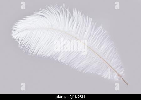 Plume d'autruche blanche isolée sur fond gris Banque D'Images