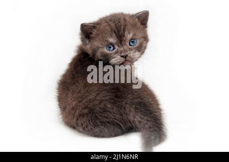 Un beau chaton fumé est assis avec son dos à l'appareil photo, tournant sa tête sur un fond blanc., coupé. Banque D'Images