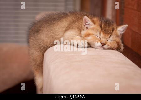 Un charmant chaton doré s'est endormi à l'arrière du canapé avec sa patte arrière pendante, un chaton britannique dorme, vue de face. Banque D'Images