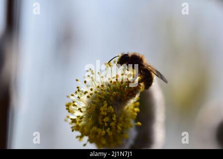 Abeille sur un saule fleuri salicaceae sur un fond flou Banque D'Images