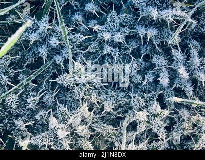 feuilles de chardon blanc recouvertes de gel Banque D'Images