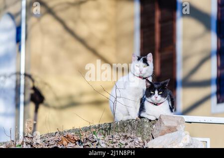 Deux chatons noirs et blancs reposent sur les remparts d'une maison privée Banque D'Images