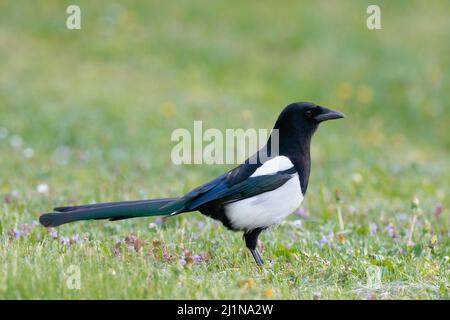 Magpie à la recherche de nourriture dans l'herbe avec des fleurs de prairie. Dans le parc. Vue latérale, gros plan. Copier l'espace. Genre espèce Pica pica. Slovaquie Banque D'Images