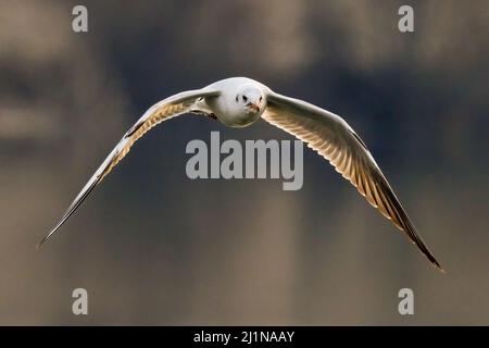 Tête noire en vol rapide. Voler avec des ailes étalées au-dessus du lac. Lever du soleil en hiver. Vue avant, gros plan. Copier l'espace. Genre espèce Larus ridibundus. Banque D'Images